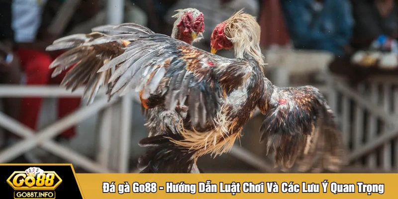 Đá gà Go88