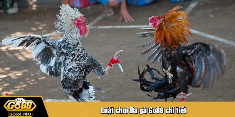 Luật chơi Đá gà Go88 chi tiết
